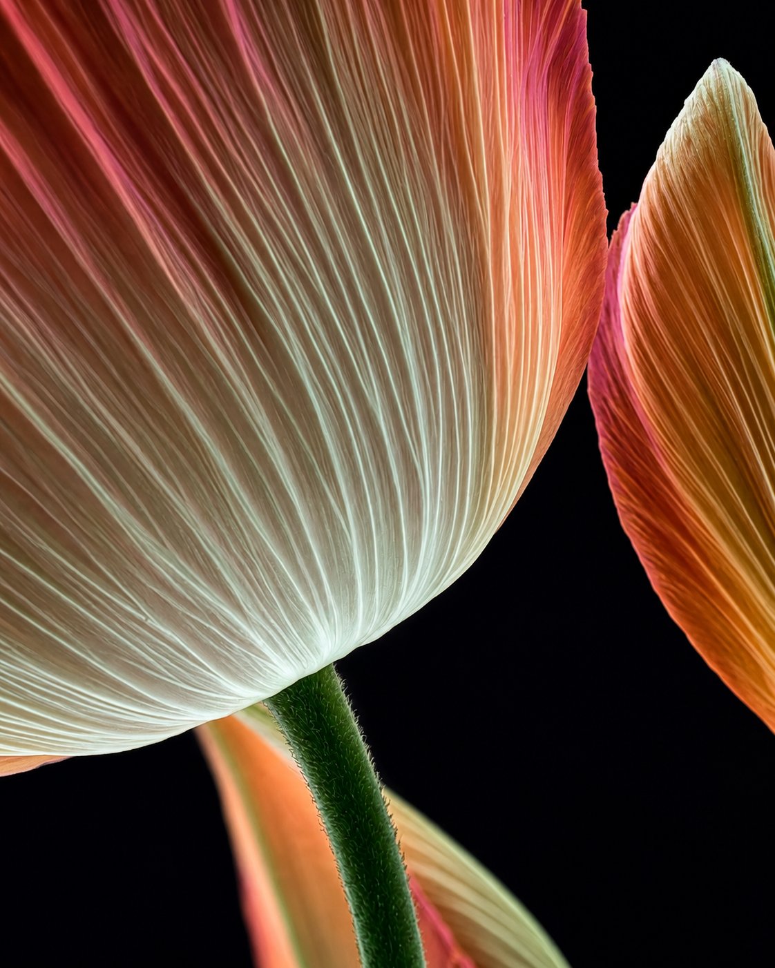A closed tulip in backlight, a second bloom behind it